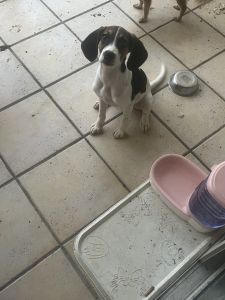 Stella needs a new home