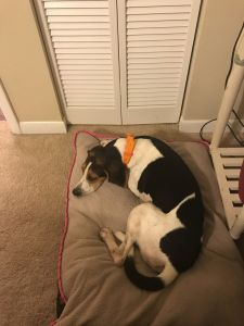 Walker treeing coonhound