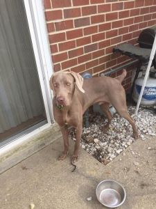 Puppy Weimaraner