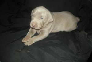 Excellent weimaraner puppies for sale.