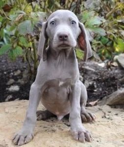 Weimaraner Puppies For Sale...