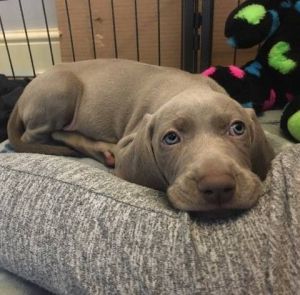 Weimaraner Blue Pups