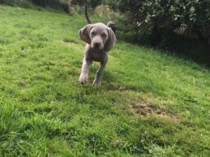 Weimaraner Puppies(***) ***-***0