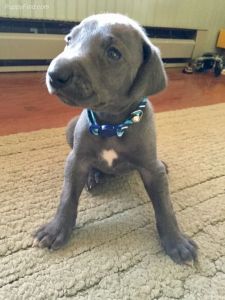 Weimaraner puppy for sale
