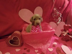 Weimaraner pups