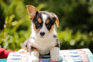 Pelly | Welsh Corgi for sale