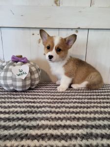 Akc corgi Snickerdoodle