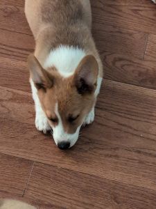 Corgi pups