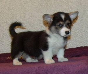 Welsh Corgi Pembroke Text Via ***