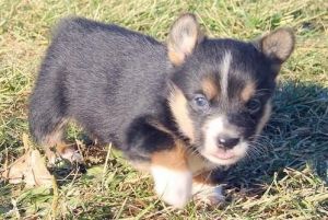Handsome corgi puppies now to go