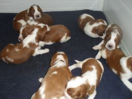 Welsh Springer Spaniel pups