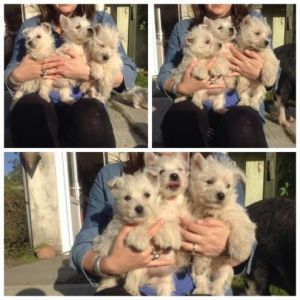 Only 3 Puppies are left Left