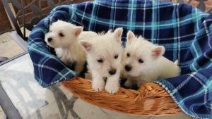West Highland White Terrier Puppies