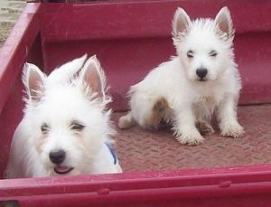 11 Weeks Old And West Highland Terrier Puppies.