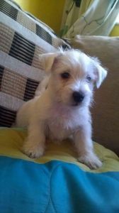 West Highland Pups