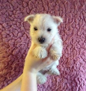 Beautiful West Highland White Terrier Puppies