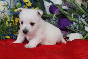 Sparkey male westie AKC