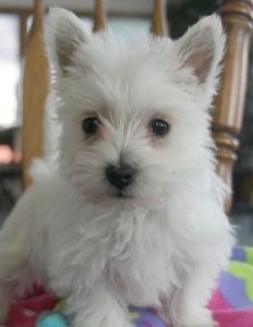 Obedient West Highland White Terrier Puppies