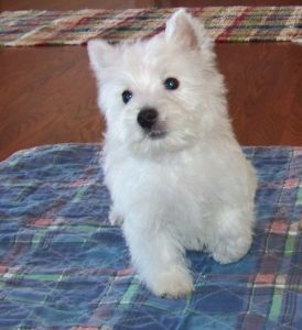 Excellent West Highland White Terrier Puppies