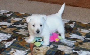 AKC West Highland White Terrier puppies
