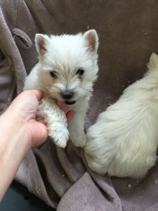 West Highland Terrier Puppies