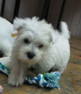 Active WEST HIGHLAND WHITE TERRIER puppies