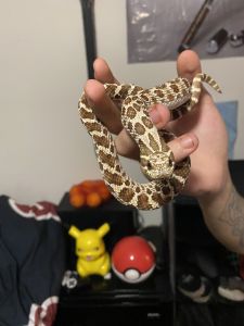 Female 2 year old western hognose