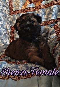 Soft Coated Wheaten Terriers