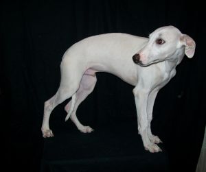 Falcon whippet