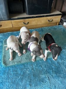 Whippet puppies for sale
