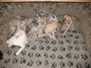Whippet Pups Reg Working Bloodlines