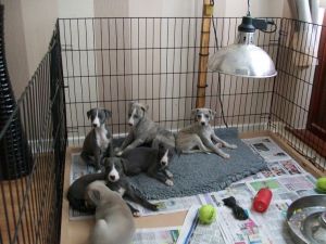 Stunning Whippet Puppies