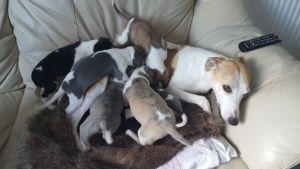 2 Stunning K.c Reg Whippet Puppy\'s For Sale