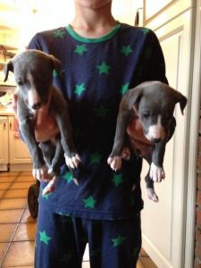 Stunning Blue Kc Pedigree Whippets