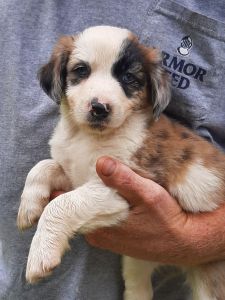 whippet/shepherd mix puppies. RARE BREAD