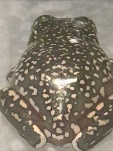 Blizzard super snow whites tree frogs