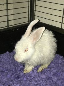 Casey the albino rabbit