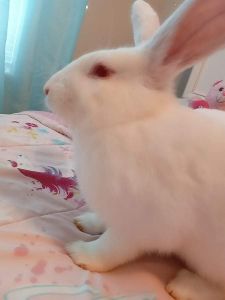 Bunny needs a new home