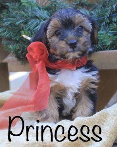 Yorkie Chon Yochon Puppy Princess