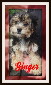 Ginger yorkiechon femlae