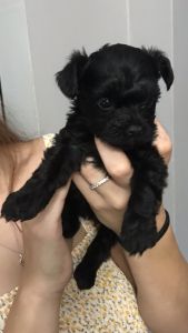 Female Yorkiepoo