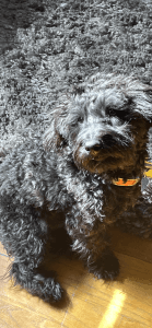 Trained 9 month . Black Yorkiepoo