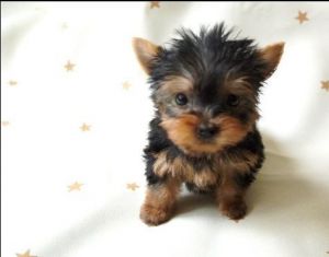 Need a Yorkie