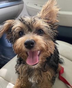 Yorkiepoo Puppy For Sale!