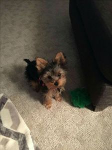 Little guy need a permanent home