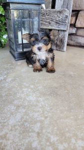 Yorkipoo puppies