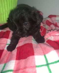 3 puppies for sale up-to date shots, Dewormed, papers,