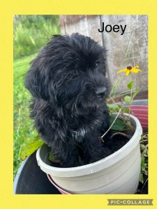 Adorable little Joey, 8 pounds at maturity.