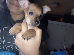 Hello ! Looking for a good family for 2 little puppies!