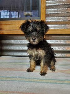 Roscoe, . Male yorkipoo